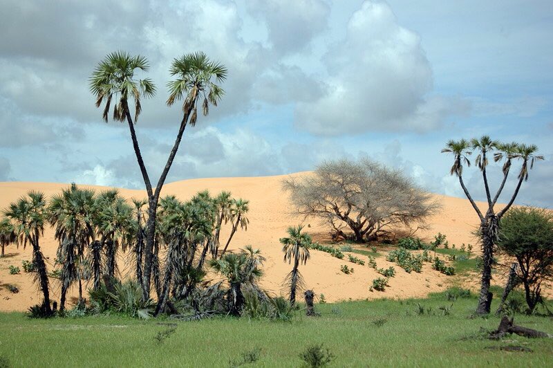 Yobe State State